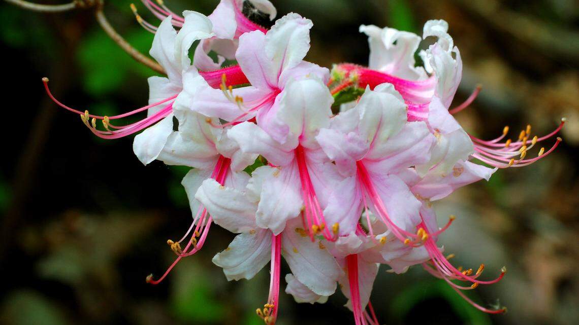 What to know about brightening your garden with rhododendrons