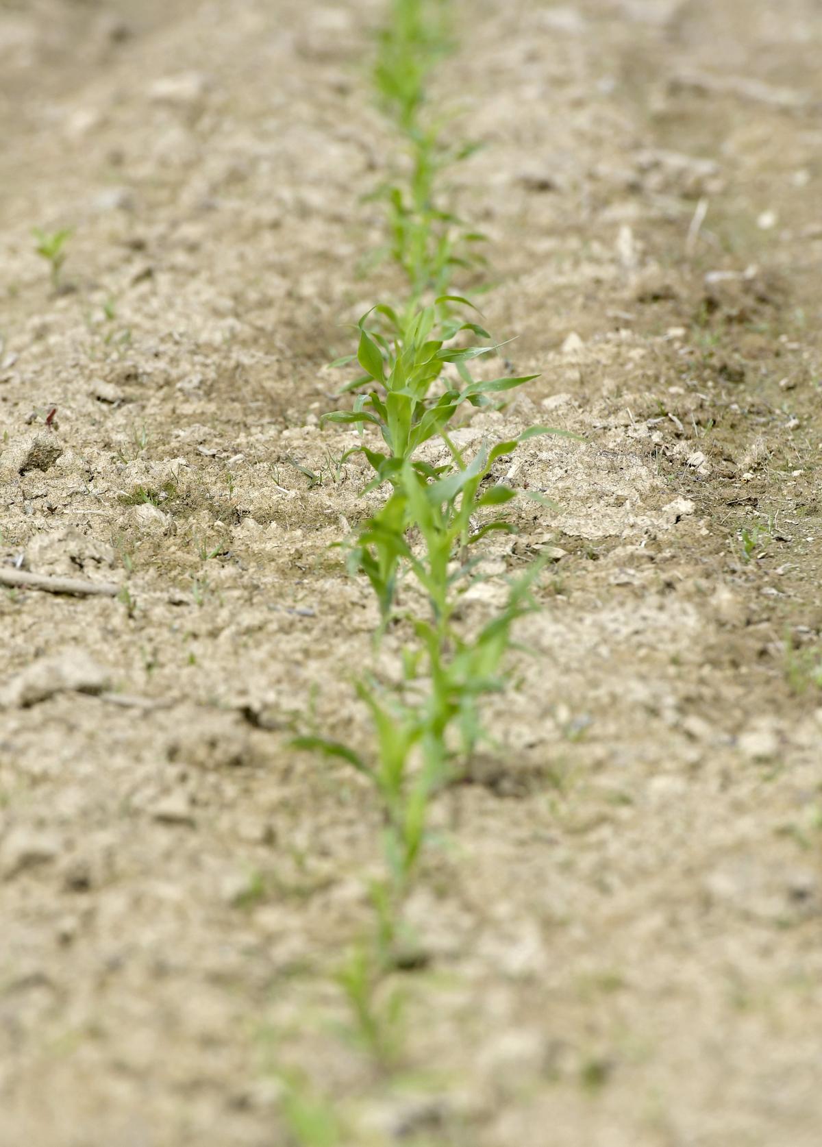 Sweet corn on Ken Lipson’s property will be donated to area food banks.