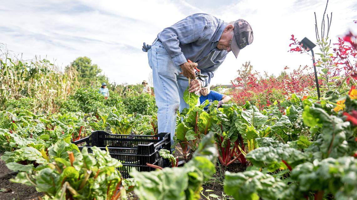 Penn State Arboretum donates harvest to food bank in volunteer-driven effort