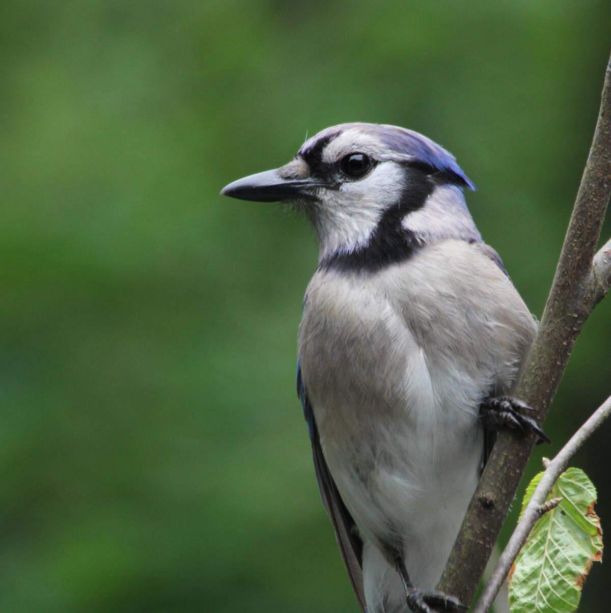 The blue jay is one of the many species that will be tallied by counters during the Christmas Bird Count.