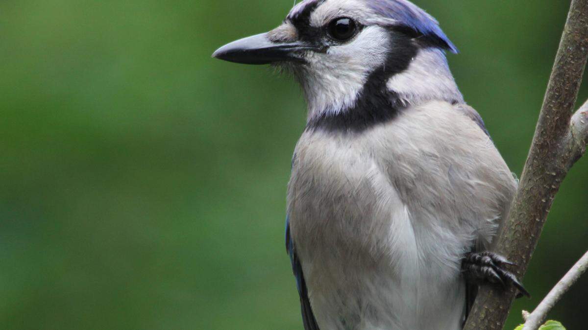 The blue jay is one of several species affected by a mysterious illness in some parts of Kentucky..
