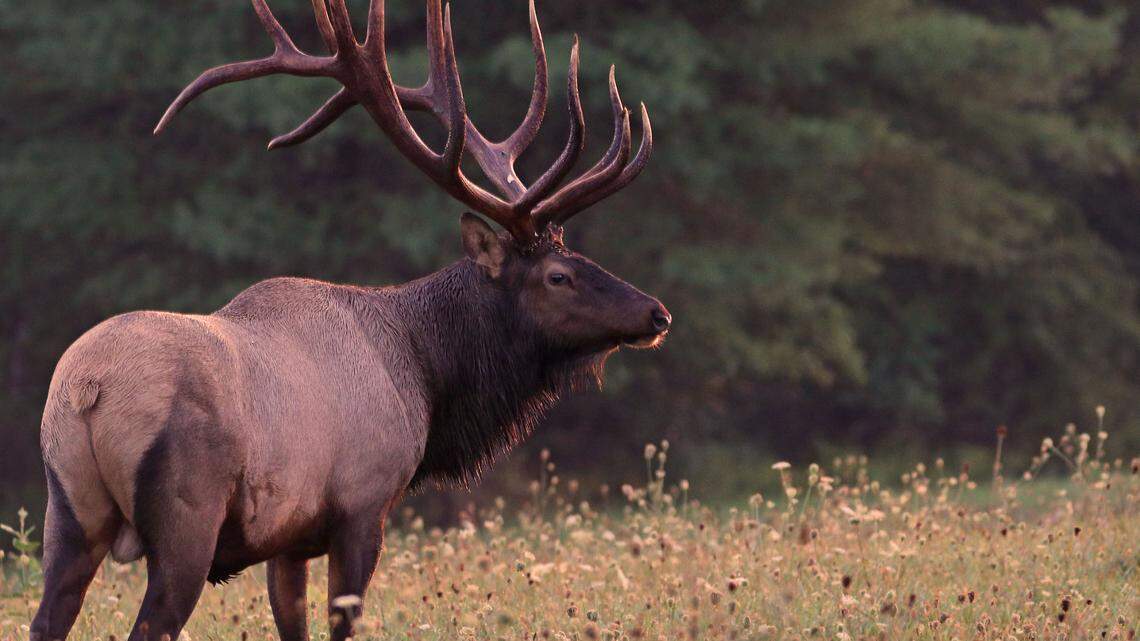 Afield: The next few weeks are prime for viewing Pennsylvania’s elk. Here’s where to go