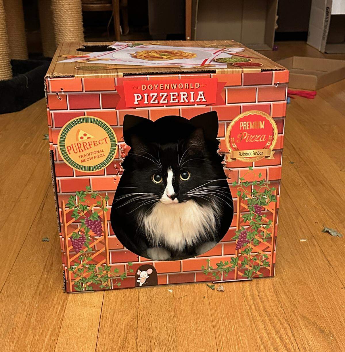 The Centre Daily Times’ 2025 cat contest winner, Jackie Robinson, sits inside a box in an undated photo.