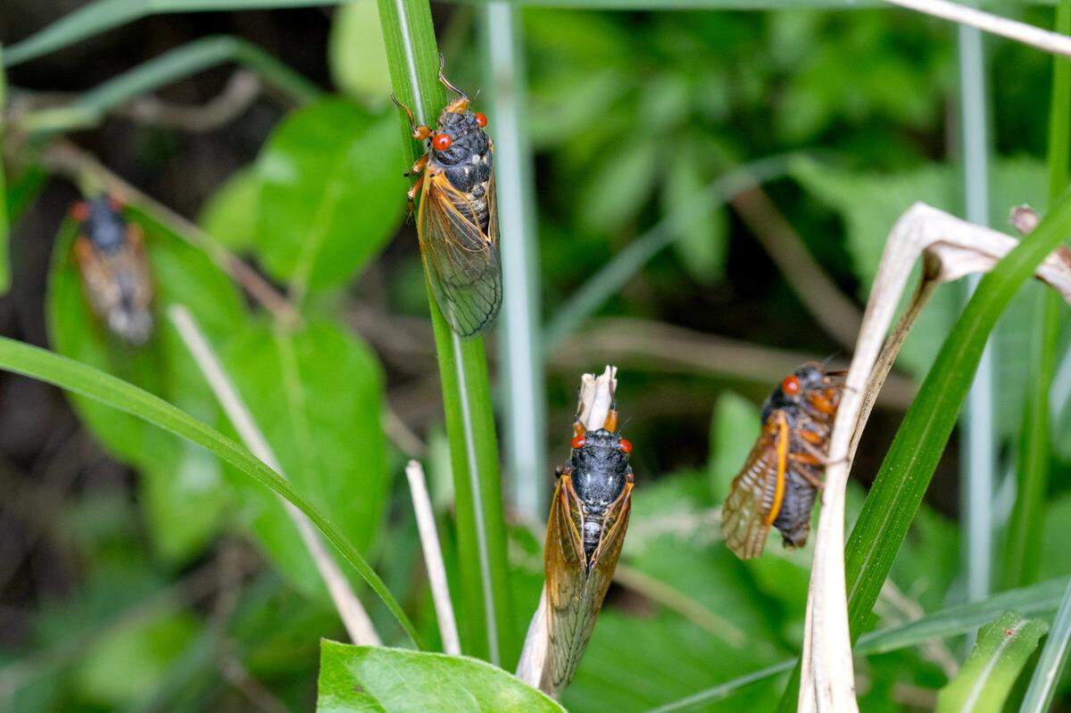 Brood XIV cicadas on plants in Bellefonte on Tuesday, June 3, 2025.