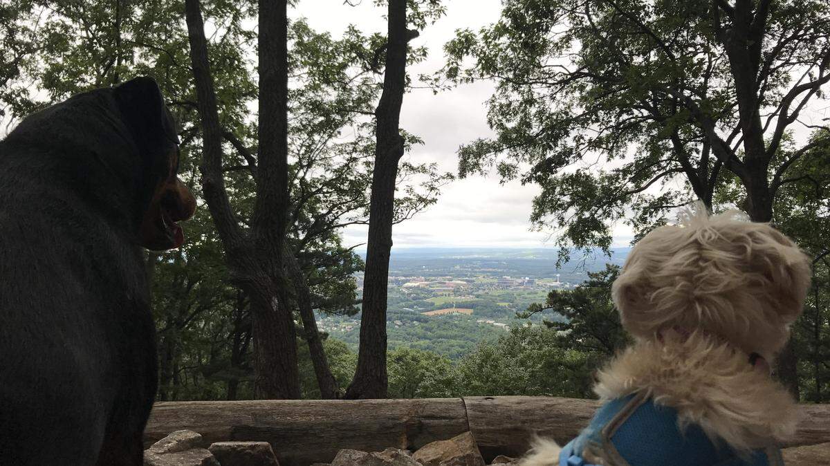 Hiking Mount Nittany is pet-friendly, with a variety of trails to choose from.