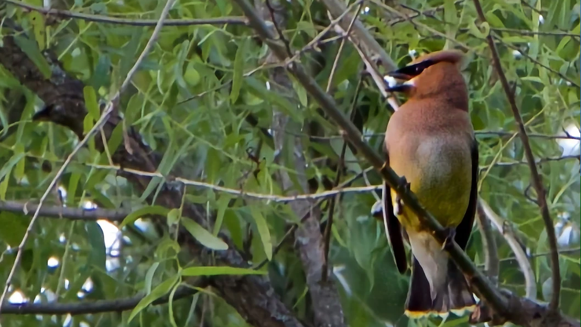Brake for the beauty of nature on the Jean Aron Path in Rothrock State Forest
