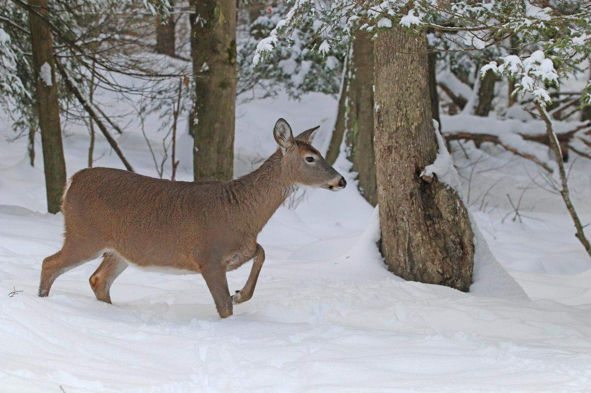 A January vote by the Pennsylvania game commissioners gave preliminary approval to a statewide 15-day concurrent buck and doe season.