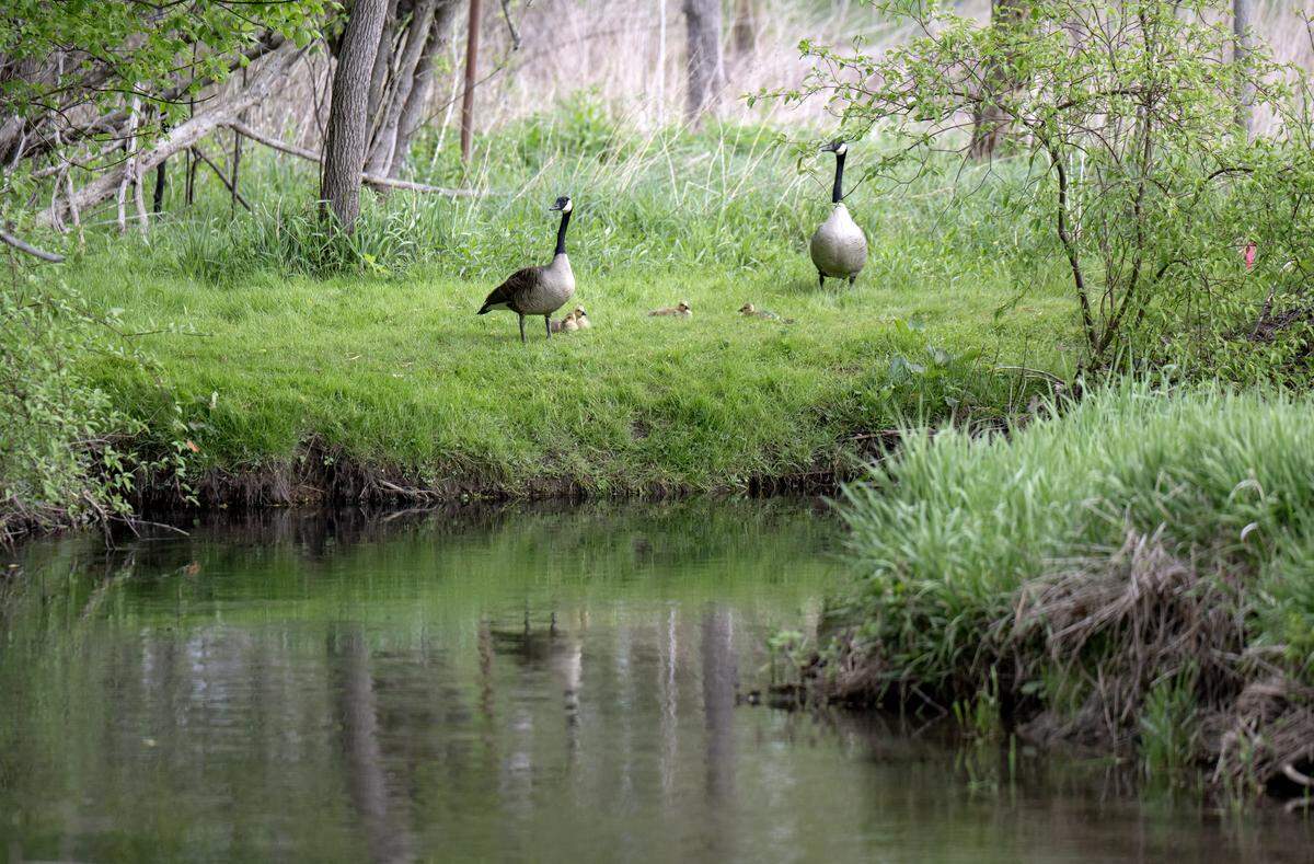 A family of geese along water at Millbrook Marsh on Tuesday, May 5, 2026.