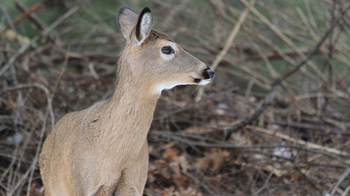 Pennsylvania this fall rolled out new regulations for hunters to mitigate the spread of a fatal disease that affects deer and elk.