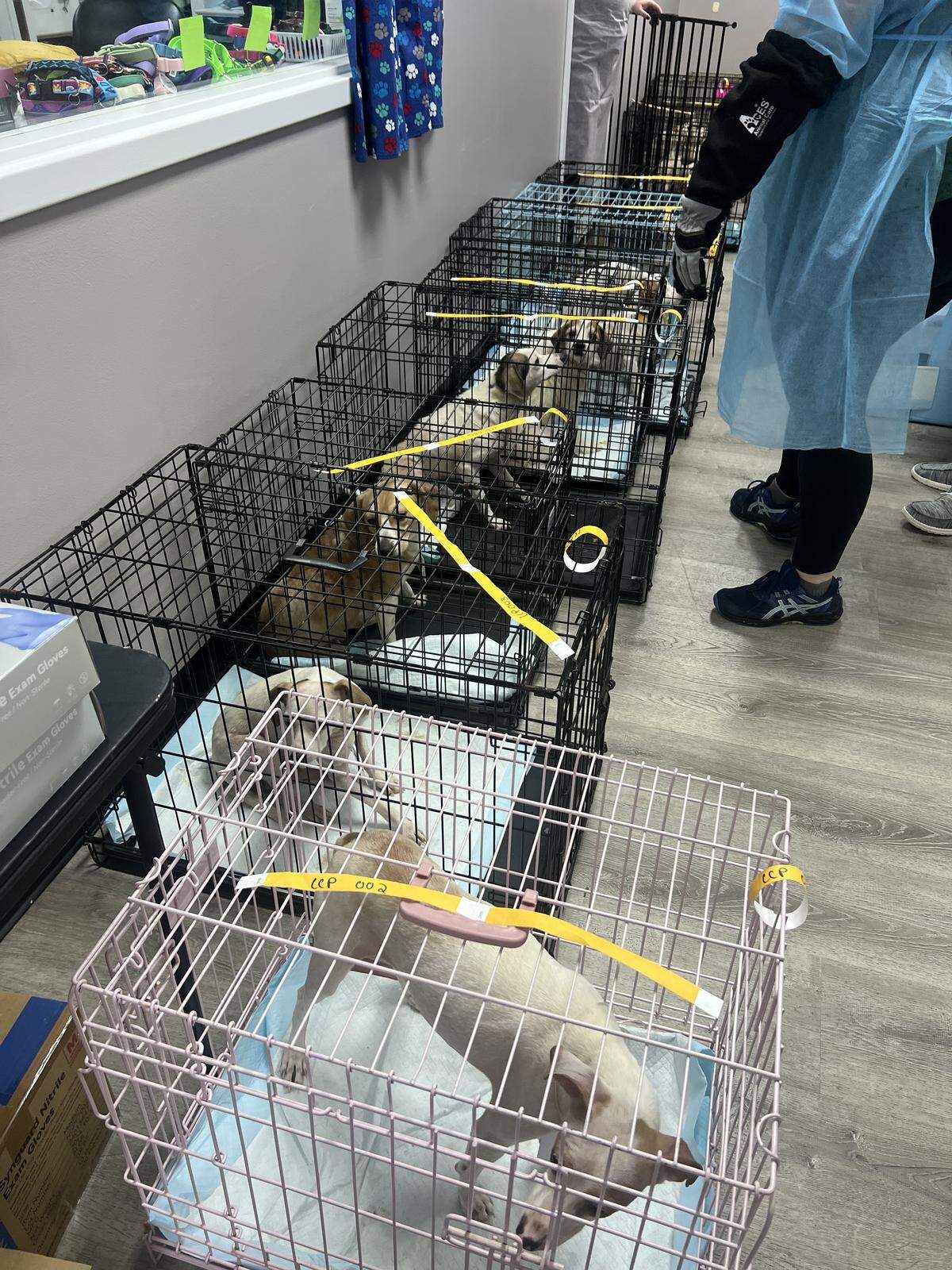 Some 37 dogs were surrendered to Centre County PAWS after they were removed from a single property during a humane investigation. Centre County PAWS is asking for donations, wishlist items and foster homes.