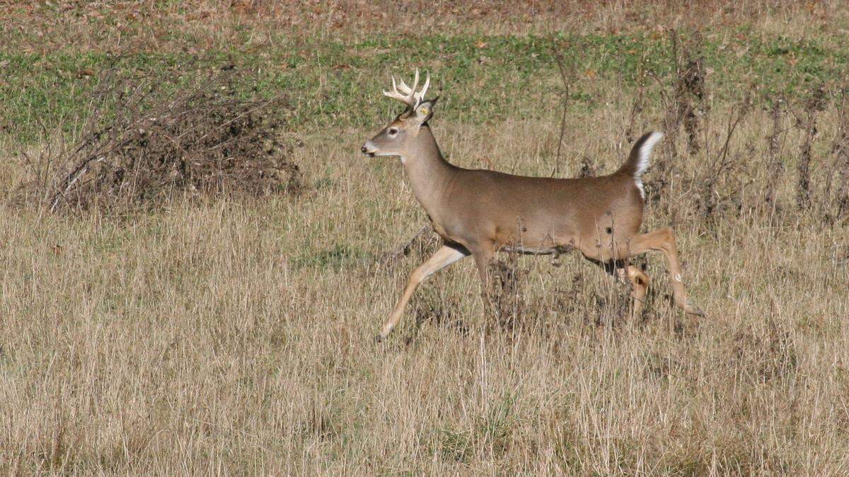 The last three months of the year is the most likely time for vehicle-deer collisions, according to State Farm insurance company.