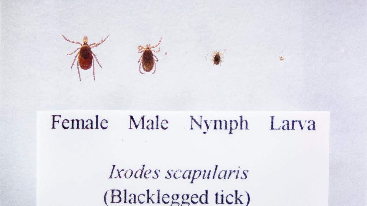 The life cycle of the black-legged tick.