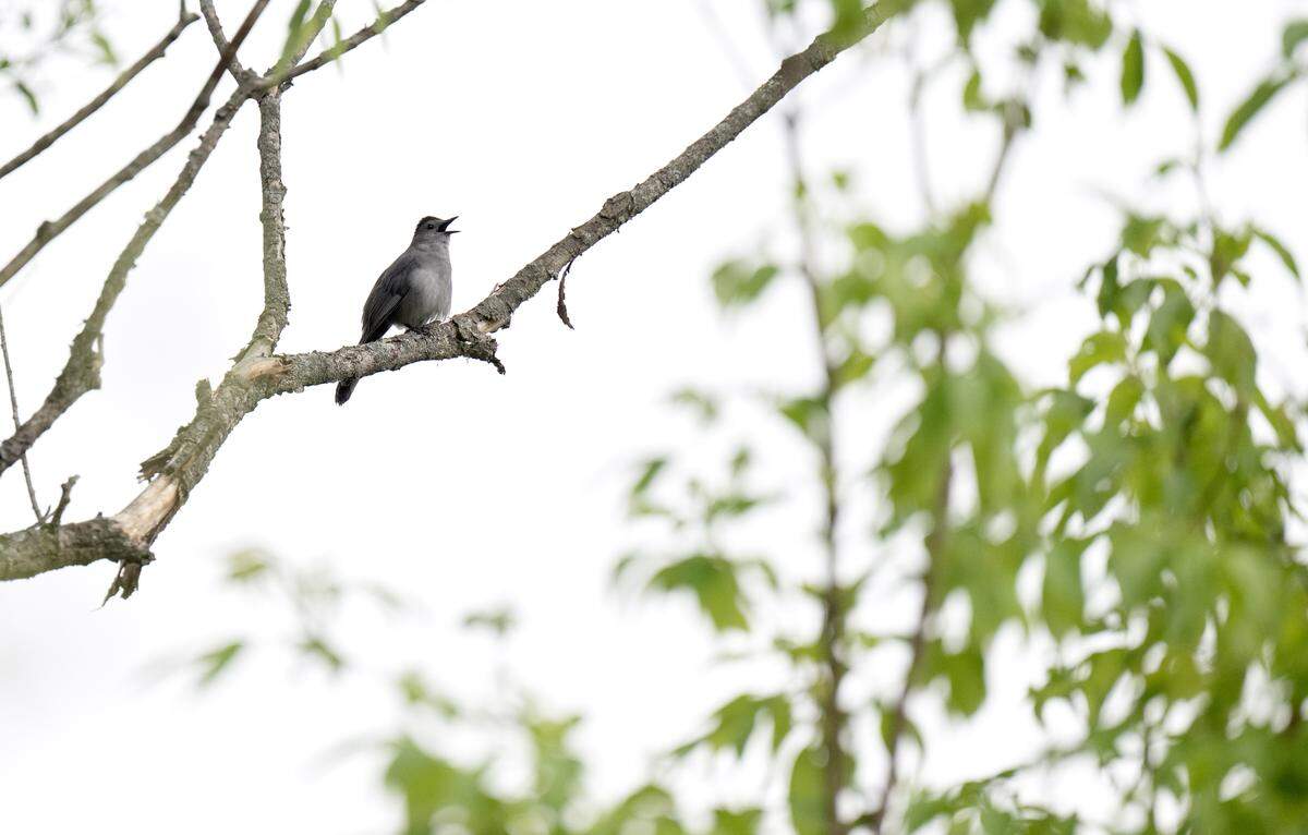 A gray catbird sits in a tree along the boardwalk at Millbrook Marsh on Tuesday, May 5, 2026.