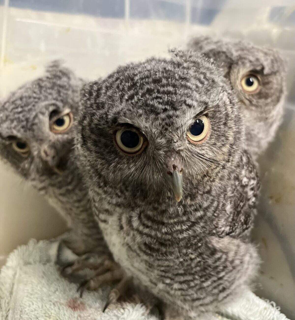 Owls are just some of the many bird species rescued by Centre Wildlife Care.