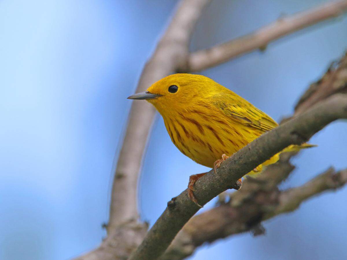 The yellow warbler builds a sturdy cup nest lined with animal fur or plant down.