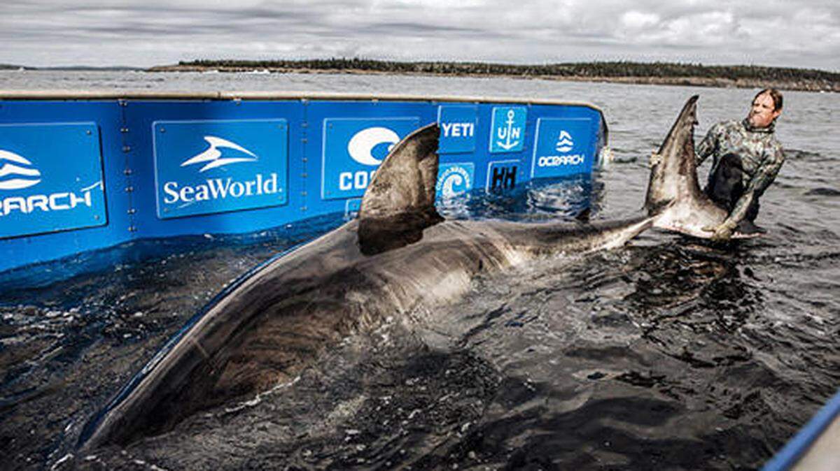 What do great white sharks eat? This 17-foot, 2-inch shark would likely eat seals, sea lions and juvenile shales.