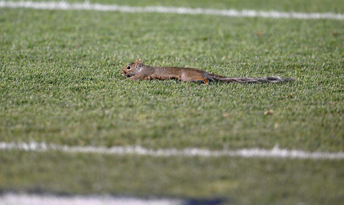 A squirrel lays on the grass of Beaver Stadium during the first half of the Penn State game against West Virginia on Saturday, Sept. 2, 2023.