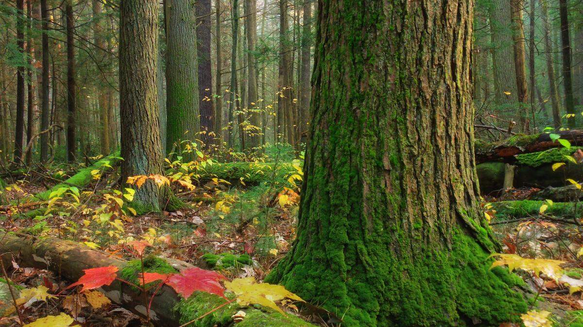 Old-growth hemlocks are pictured within the Alan Seeger Natural Area of Rothrock State Forest in Huntingdon County.