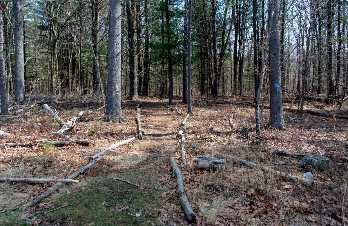 Trails from Gray’s Woods Park turn into Gray’s Woods Preserve in Patton Township on Friday, March 18, 2022.