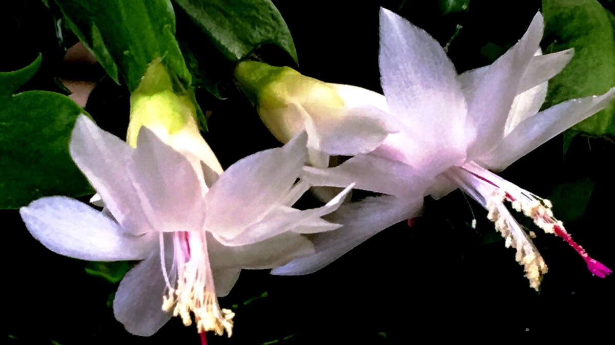 It’s not unusual for a single Christmas cactus plant to be passed down from generation to generation because they’re long-lived and rather easy plants to grow.
