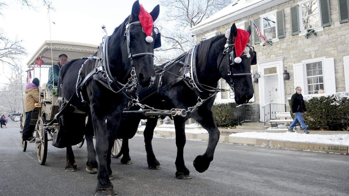 Percherons Herbie and Nathan lead a carriage of visitors through the streets of Boalsburg during Boalsburg Hometown Christmas on  Dec. 7, 2013.