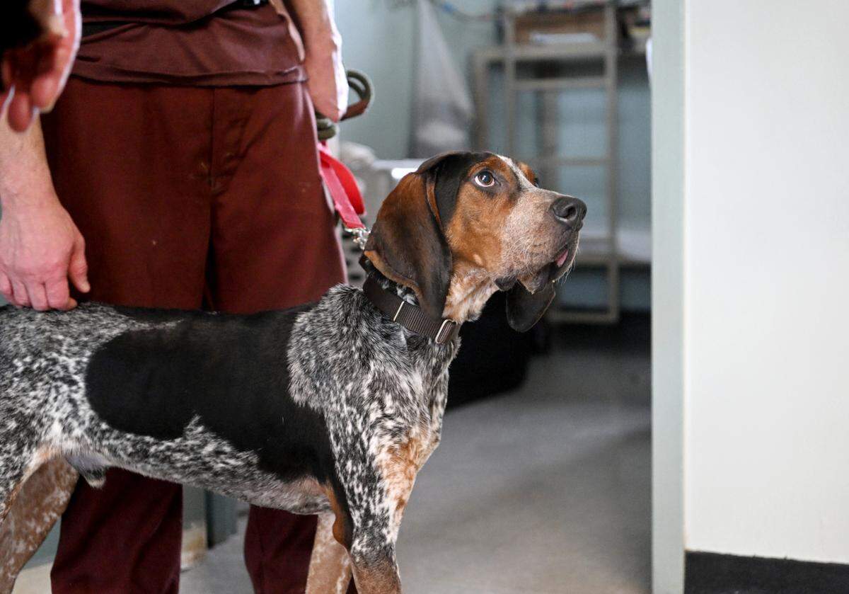 Boone gets pets from his handler as he looks around the common area in Block E at SCI Rockview on Tuesday, Feb. 28, 2023.