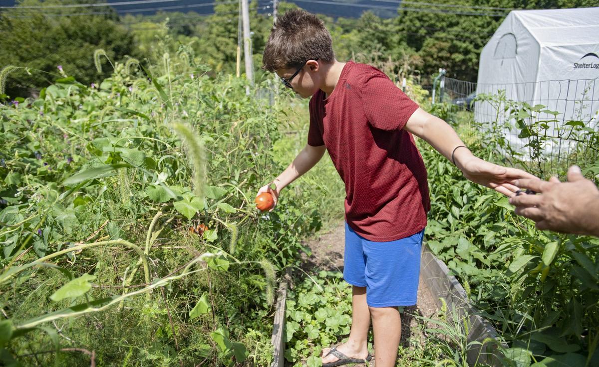 Shawn Clampet, 13, hands some grapes to his dad, Adam, as he reaches for a ripe tomato in their Bellefonte garden on Monday, Sept. 3, 2018.  Adam Clampet is the founding farmer for Crops for Christ.