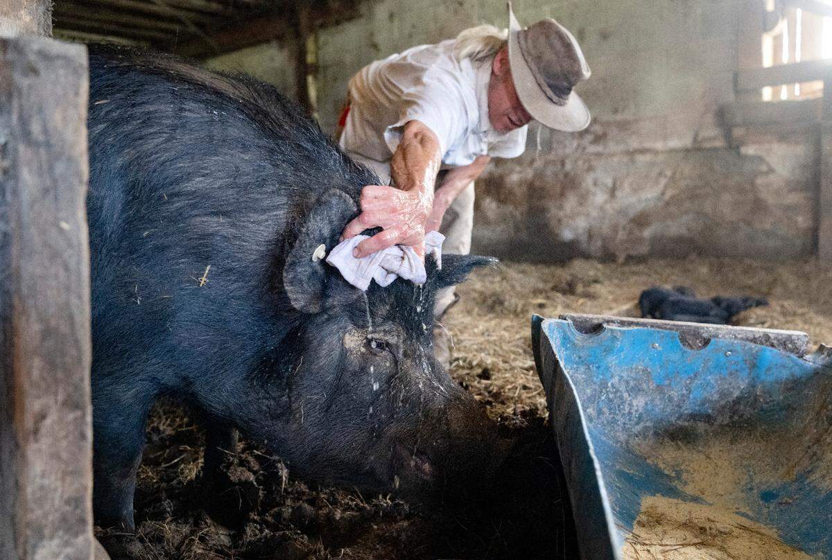 James Lesher helps cool off Loud Mouth and she and her piglets find shade in the barn at Rimmey Rd. Farm in Centre Hall on Wednesday, July 5, 2023.  