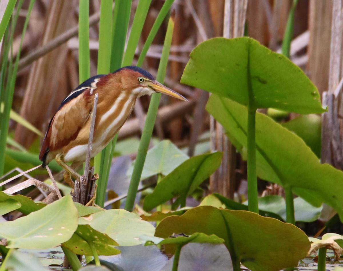 You might spot a rare bird, such as this least bittern, at Bald Eagle State Park’s Frog Pond.