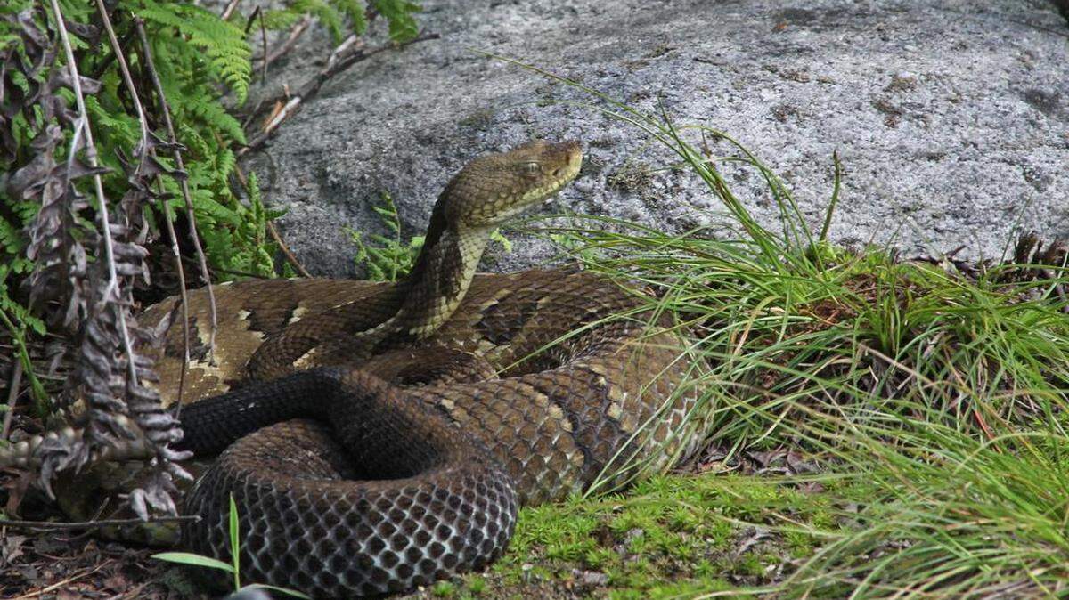 There were several timber rattlesnakes like this one that were killed last June in Sproul State Forest. All of them were pregnant females, which means there were about 70 to 100 snakes total killed.
