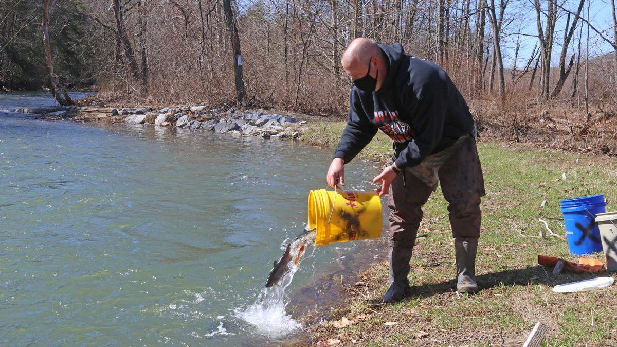 John Jackson of Milesburg helps to stock trout in the new Keystone Select section of Bald Eagle Creek.