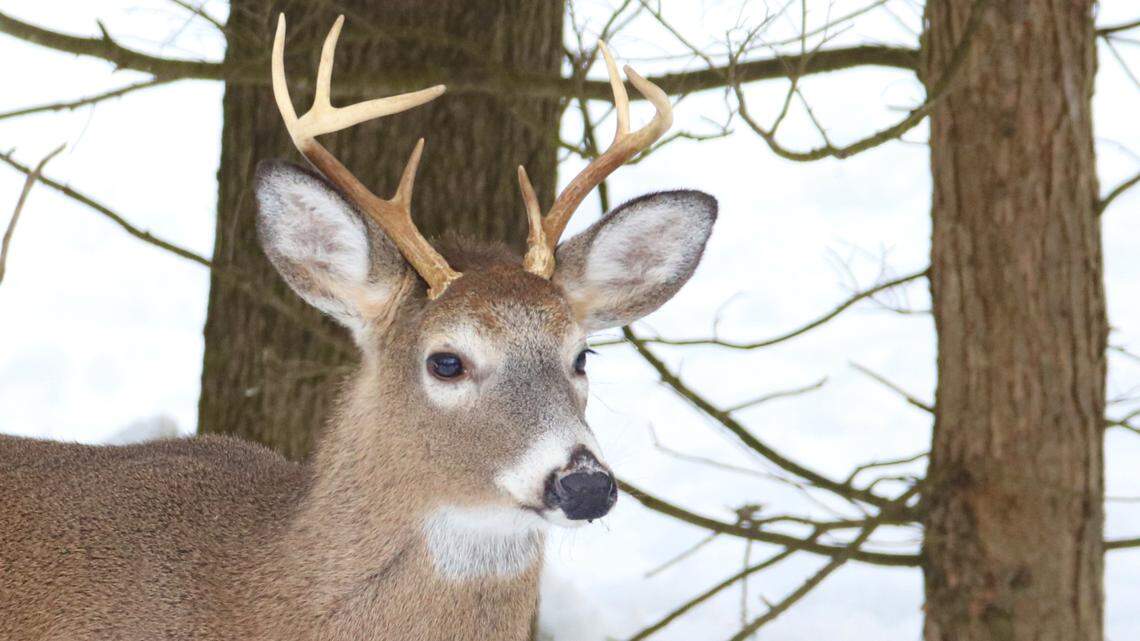 Afield: Firearms deer season is underway in PA, bear season ending. Here’s a look so far