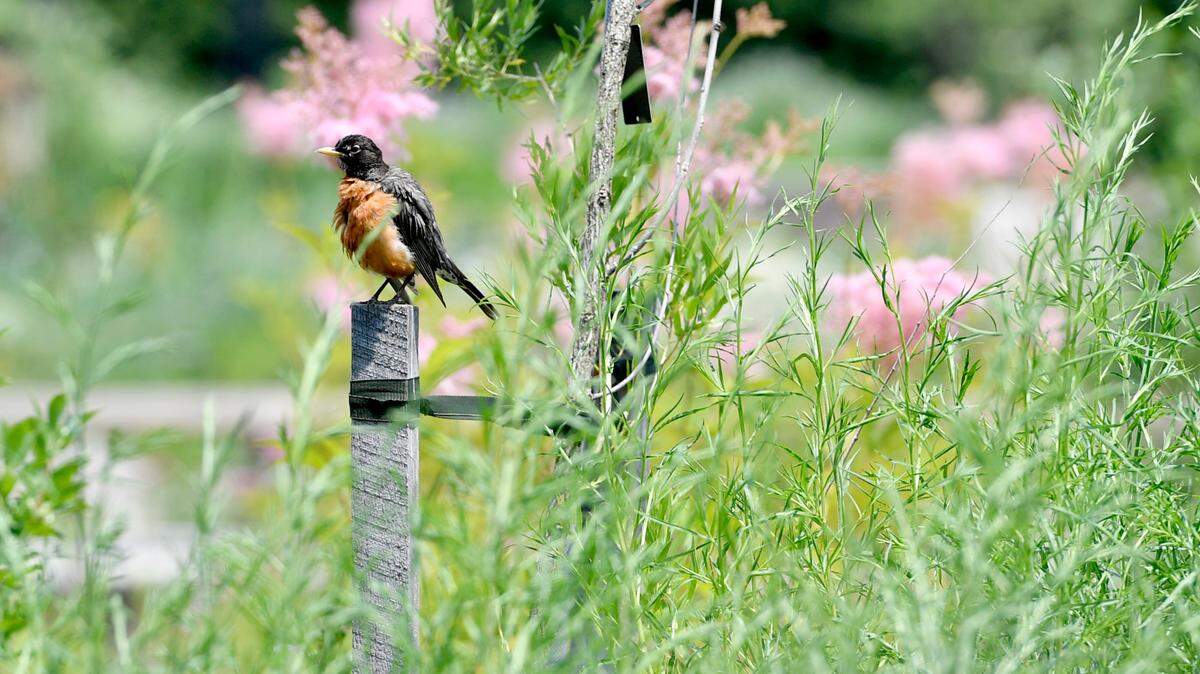 An American Robin perches along the flowers in the Pollinator and Bird Garden at The Arboretum at Penn State on Wednesday, June 30, 2021.