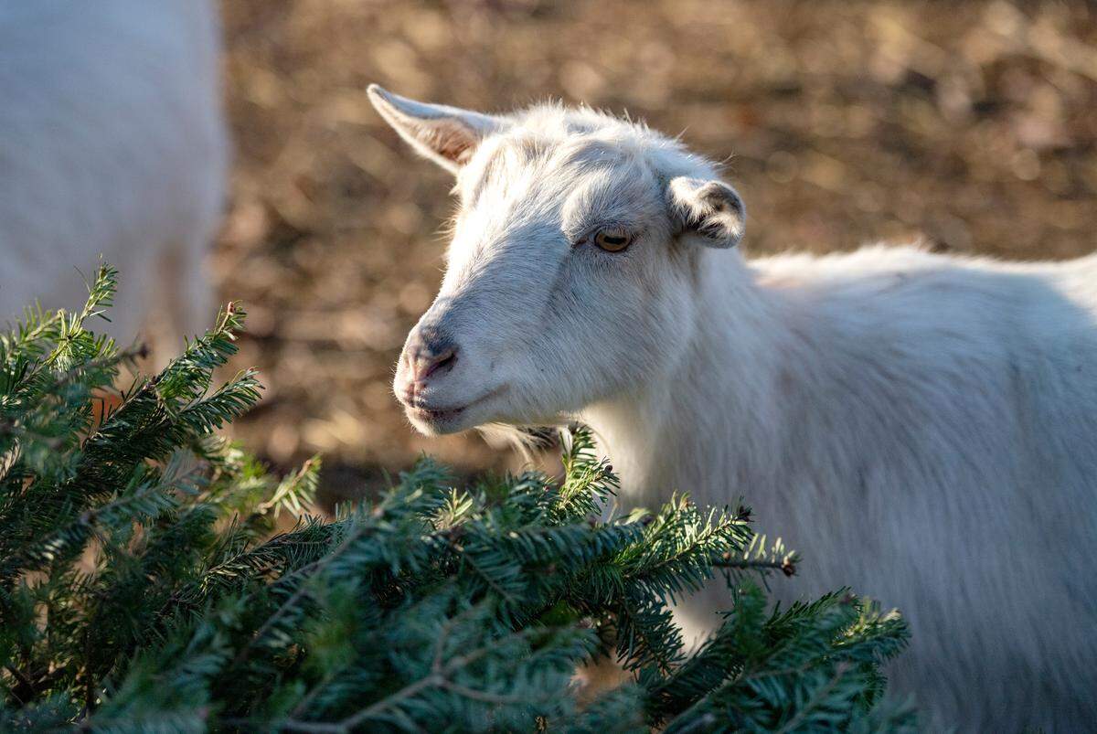 The goats at Whitetail Lane Farm enjoy munching on Christmas trees on Wednesday.