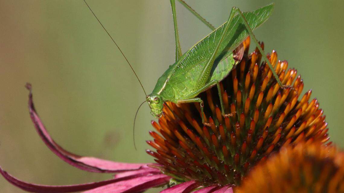 Afield: An ode to Mother Nature’s nighttime symphony as summer dwindles into fall