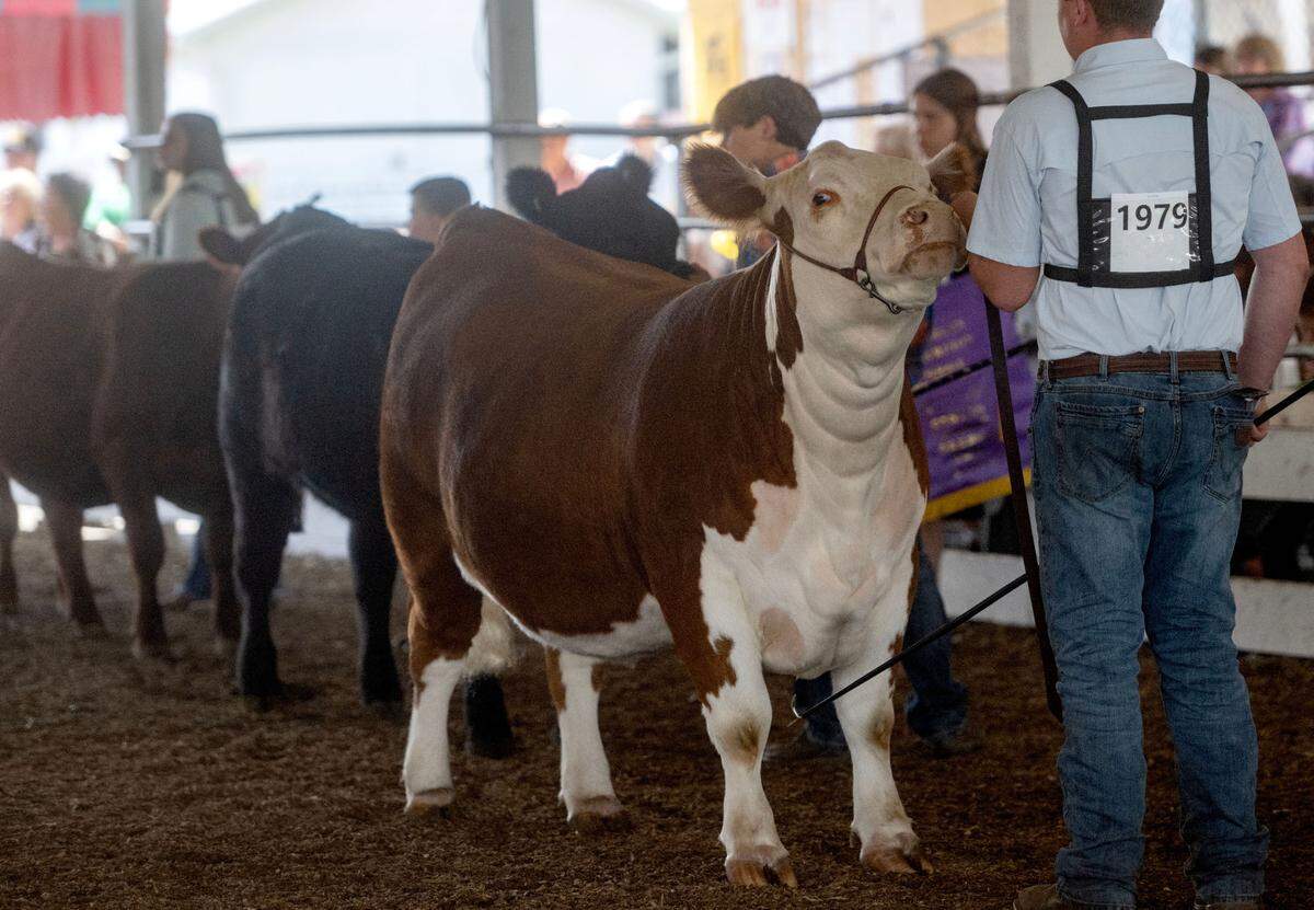 Youth show their animals in the female open beef show at the Centre County Grange Encampment and Fair on Wednesday, Aug. 21, 2024.