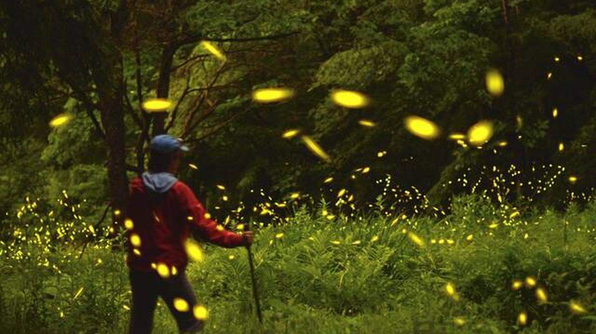 Fireflies are seen in Kellettville in Forest County, Pa.