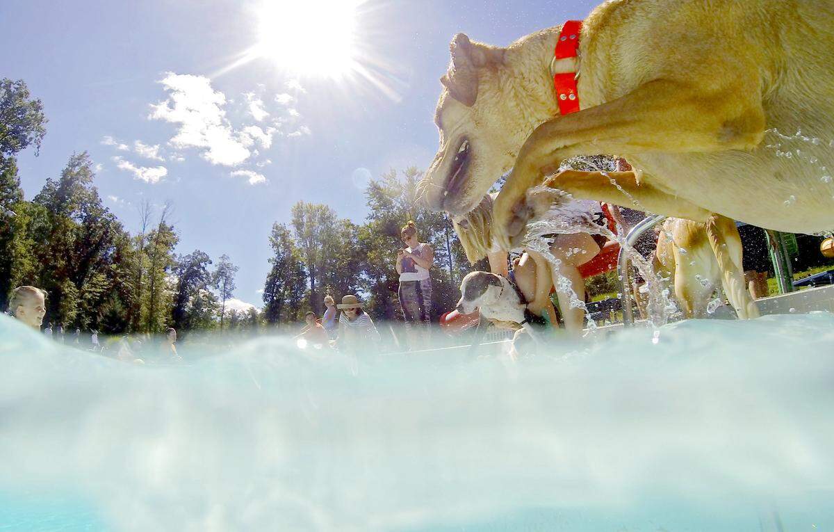 Dogs of all types and ages are invited to Centre Region Parks and Recreation’s Paws-A-Pool-Ooza on Sunday at Park Forest Pool.
