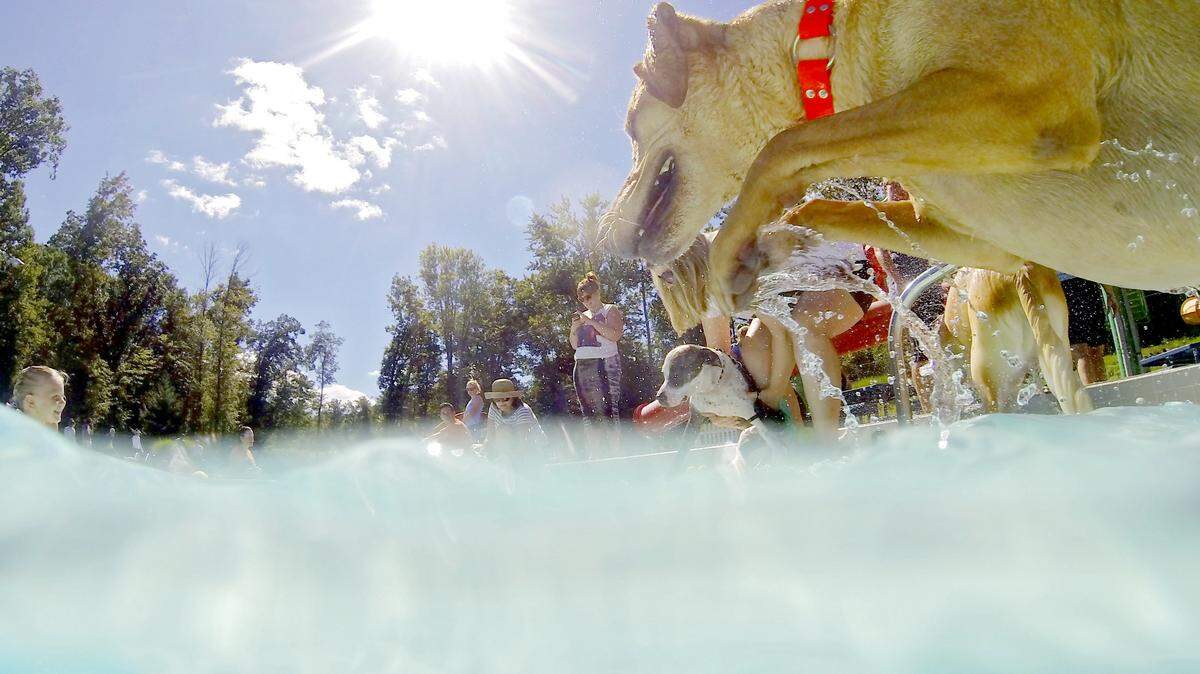 Dogs of all types and ages are invited to Centre Region Parks and Recreation’s Paws-A-Pool-Ooza on Sunday at Park Forest Pool.