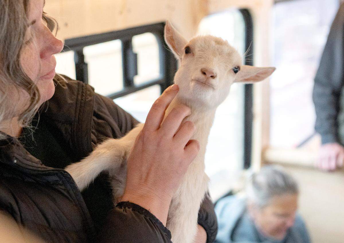 Pearl gets some chin scratches on the Nittany Meadow Farm’s new Goats2Go bus on Friday, Nov. 18, 2022.