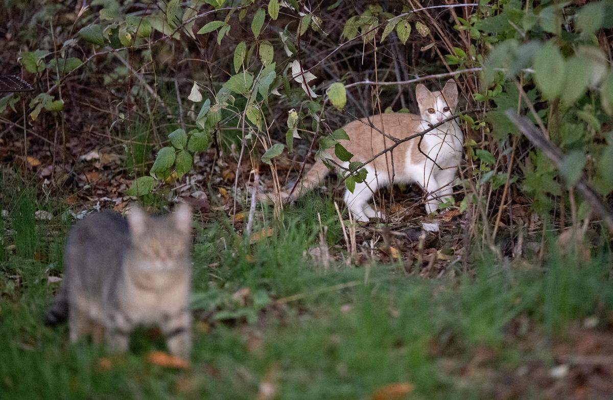 Two cats look out of the trees in Country Place Park on Tuesday, Oct. 14, 2025. One of the cats has a clipped right ear, which means it has been gone through the trap-neuter-return process, is vaccinated and microchipped. 