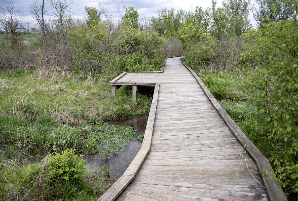 A portion of the boardwalk at Millbrook Marsh on Tuesday, May 5, 2026.