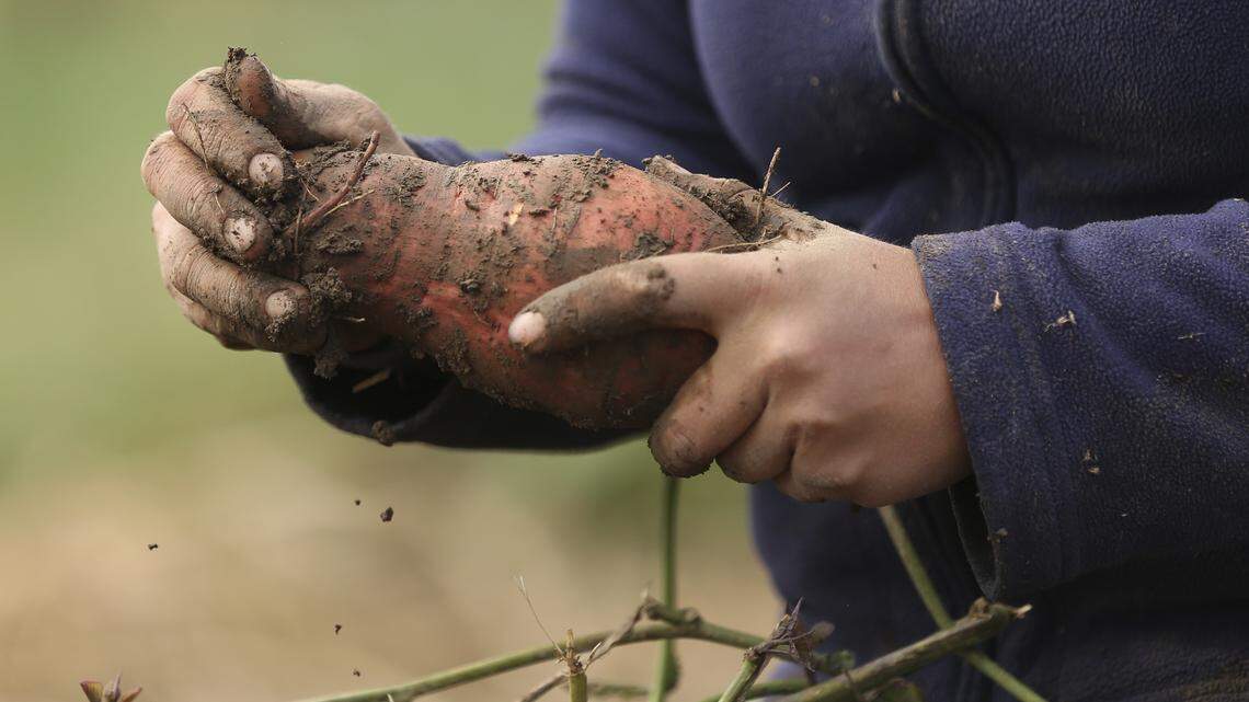 Want to make your sweet potatoes even sweeter? Try curing them