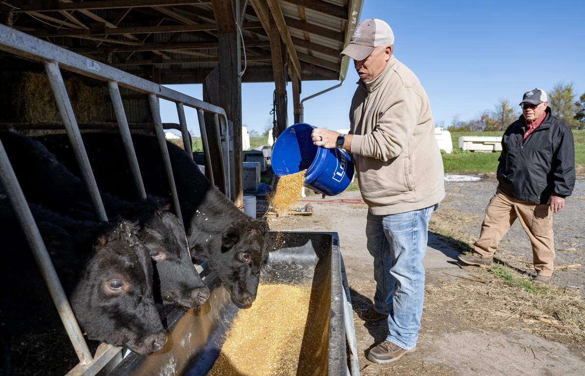 Ben Cloninger feeds some of the wagyu cattle at Happy Valley Wagyu on Monday, Oct. 27, 2025 in Centre Hall.  