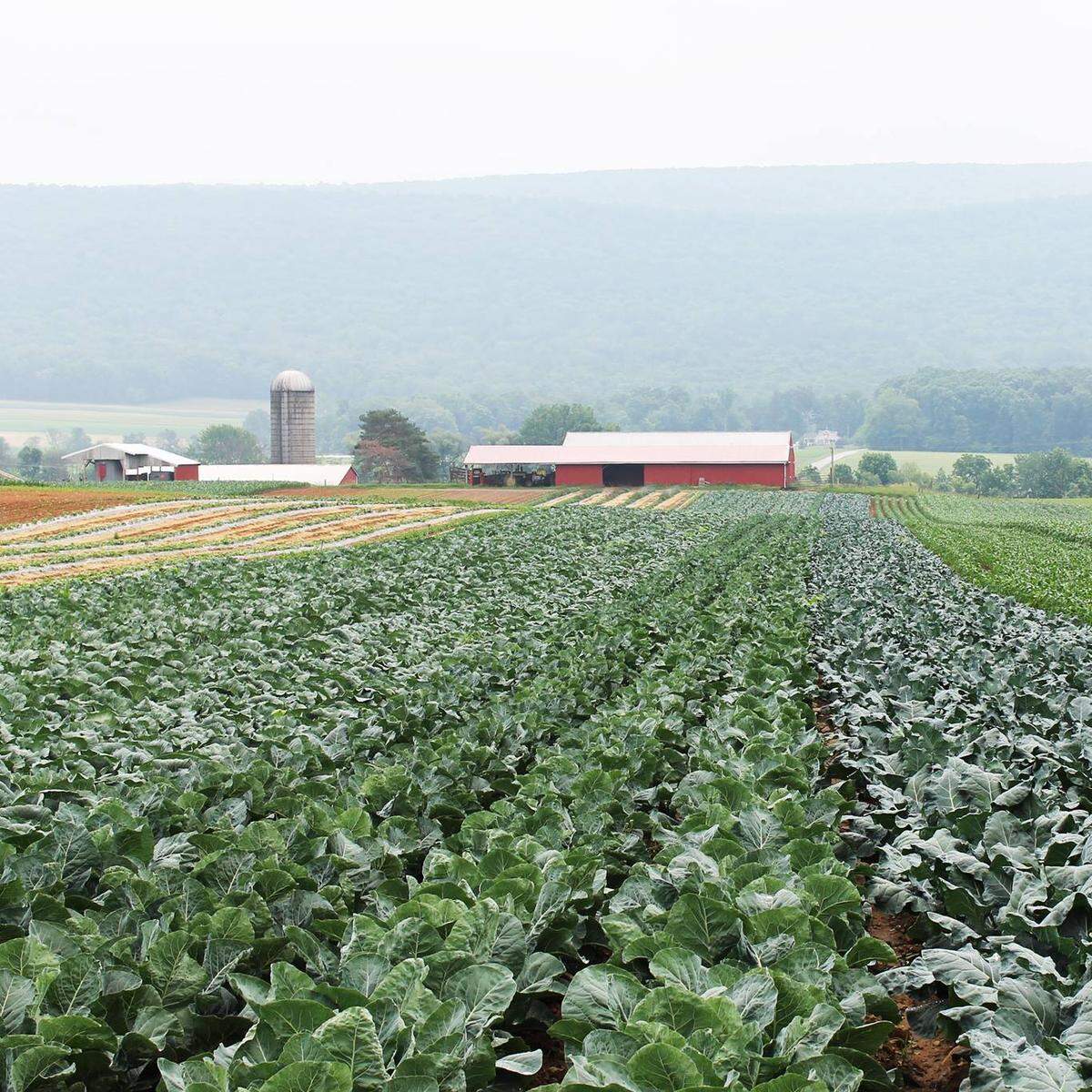 Produce from generational farm Ardry Farms can be found at area farmers markets, restaurants and grocery stores.