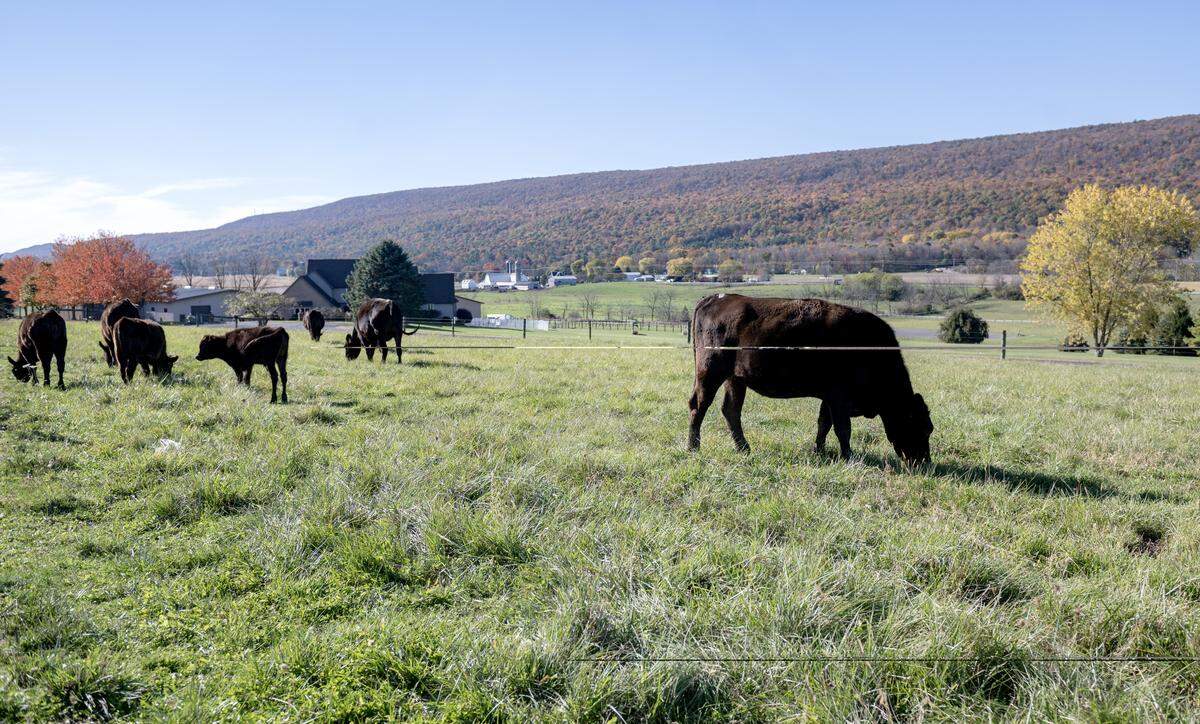 Some of the herd of wagyu graze at Happy Valley Wagyu in Centre Hall on Monday, Oct. 27, 2025.  