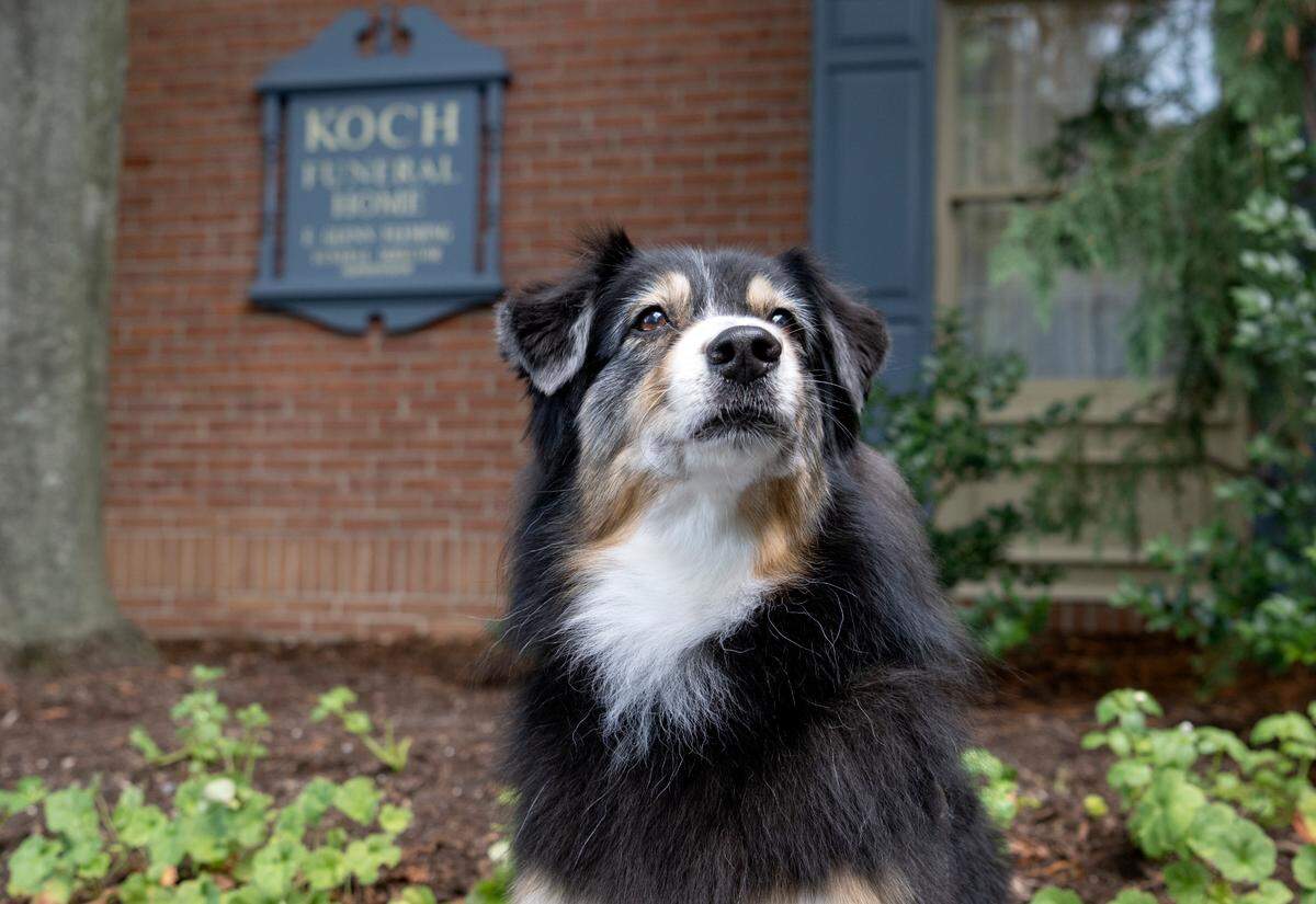 Australian Shepard Monroe sits outside of Koch Funeral Home, where she serves as a grief therapy dog.