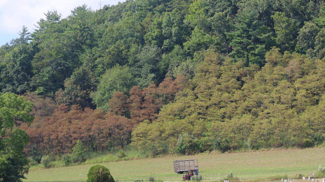 Afield: Have you noticed trees turning brown in central PA this summer? Blame the leafminer