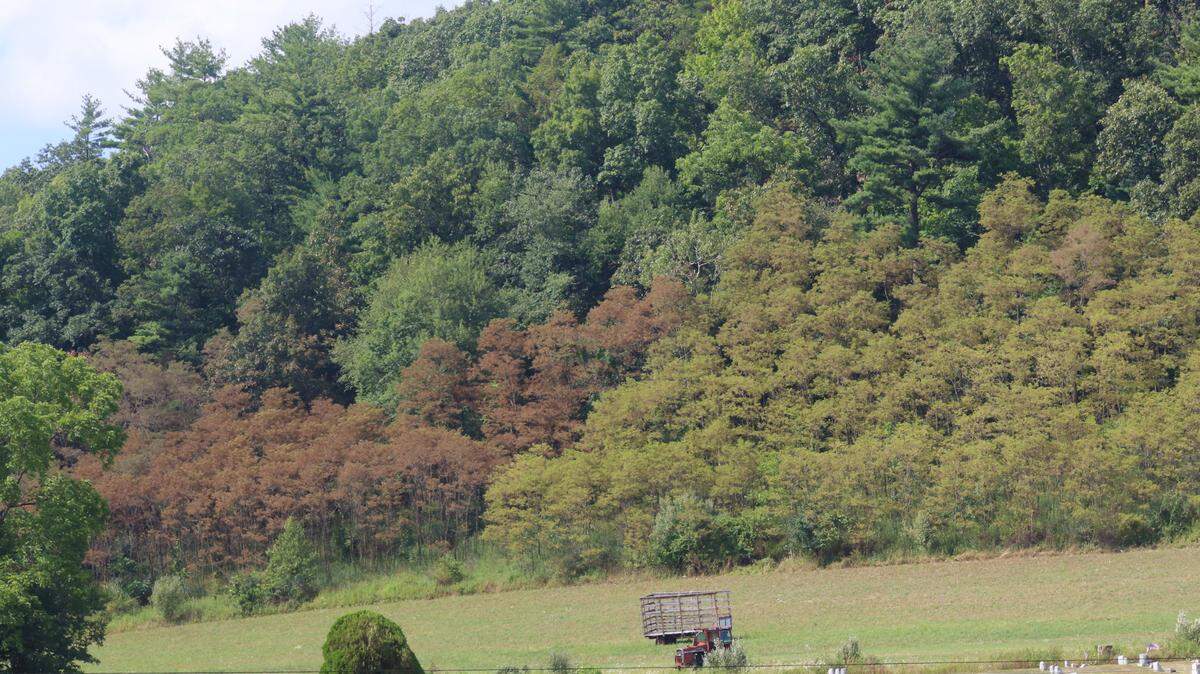 Black locust trees showing leafminer damage in the Bald Eagle Valley.