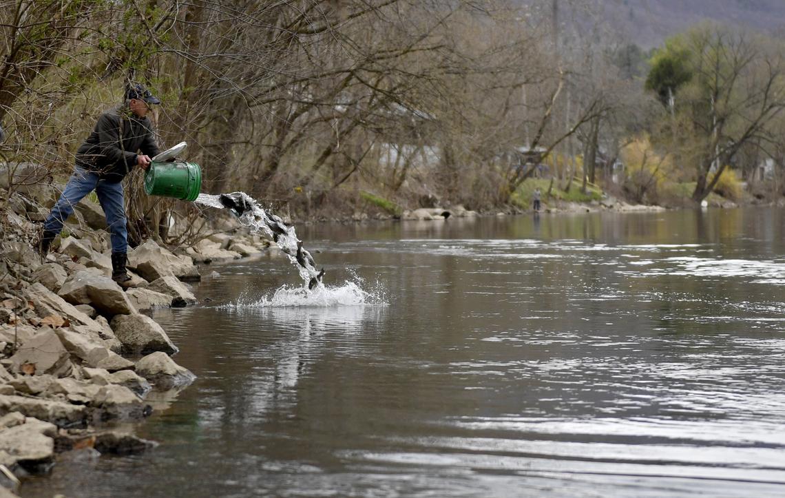 Volunteers help the Pennsylvania Boat and Fish Commission to stock rainbow trout in Bald Eagle Creek on Thursday, April 11, 2019.